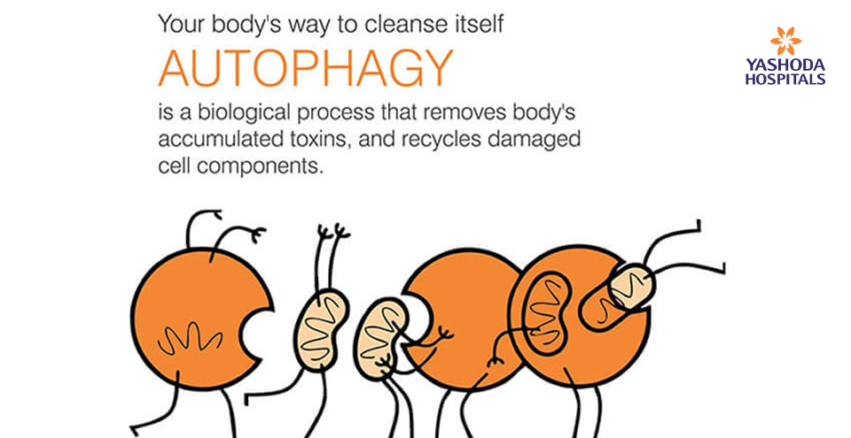 How to cleanse your body by itself? Know more about Autophagy.