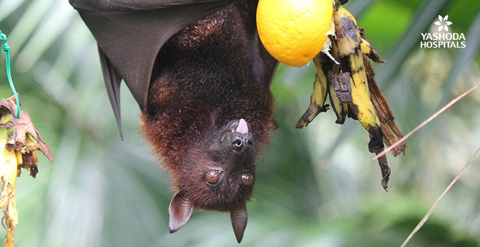 Nipah Virus, a New Viral Threat