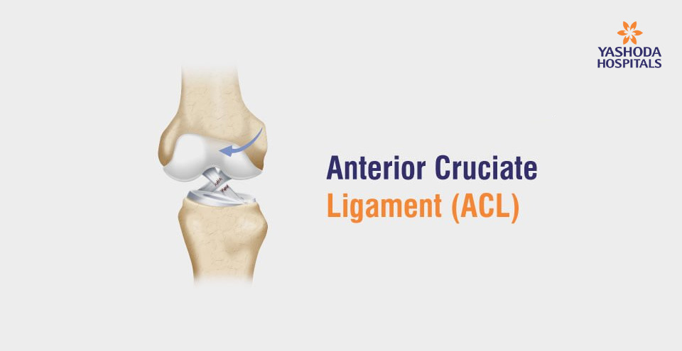 Anterior Cruciate Ligament